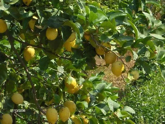 Гостевой дом La Casa Dei Limoni
