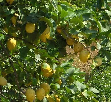 Affittacamere La Casa Dei Limoni